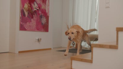 BLAXX 2in1 Saugwischer FloorVaX